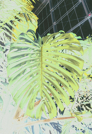 UU-CI_Atmospheric-Images_119 3 - URBAN UTOPIA Grüne Monstera-Blattstruktur vor einem dunklen Hintergrund, aufgenommen in einem Gewächshaus.