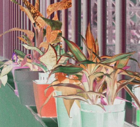 UU-CI_Atmospheric-Images_1811 - URBAN UTOPIA Bunte Pflanzen in Töpfen auf einem Fensterbrett, mit vertikalen Streifen im Hintergrund.